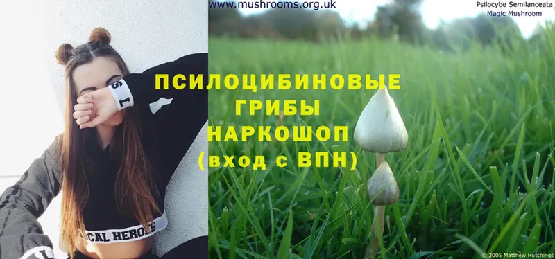 Псилоцибиновые грибы Cubensis  Жуков 